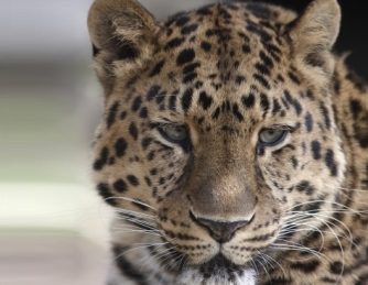 Apple Leaves Snow Leopard In The Cold, Users Vulnerable