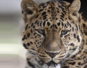 Apple Leaves Snow Leopard In The Cold, Users Vulnerable