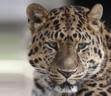 Apple Leaves Snow Leopard In The Cold, Users Vulnerable